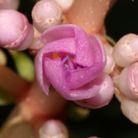 Medinilla multiflora Merr.